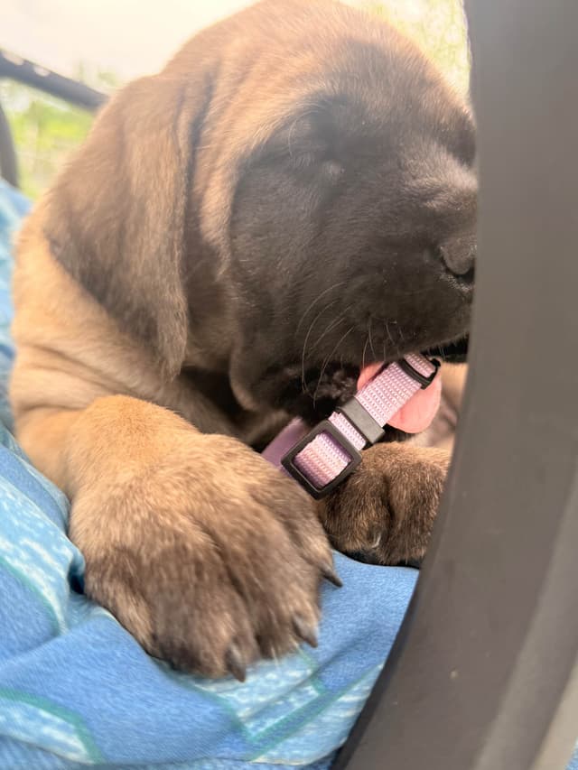 English Mastiff Puppies media 19