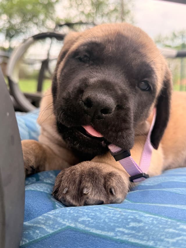 English Mastiff Puppies media 18