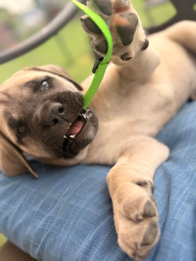 English Mastiff Puppies media 23