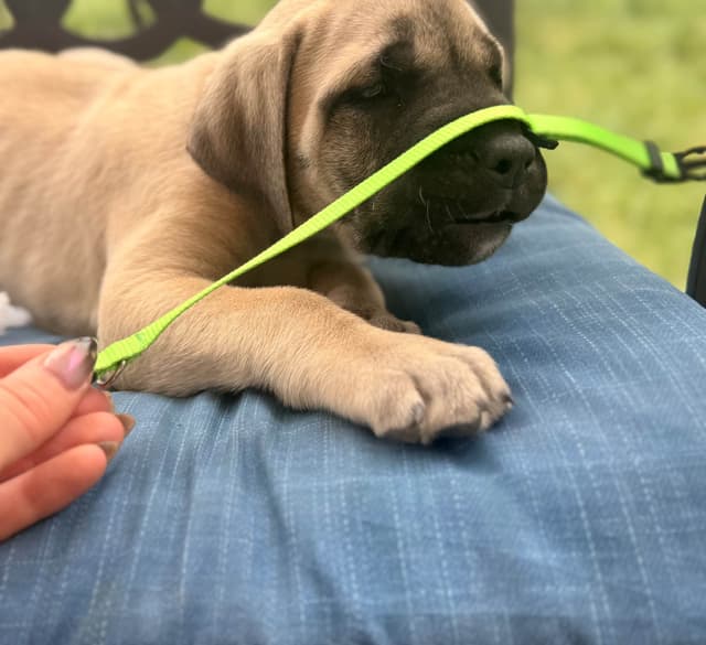 English Mastiff Puppies media 21