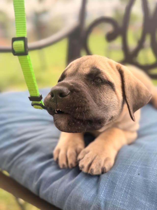 English Mastiff Puppies media 22