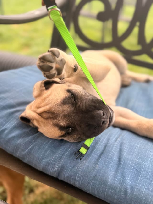 English Mastiff Puppies media 24