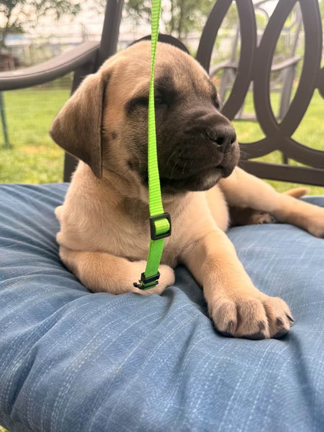 English Mastiff Puppies media 25