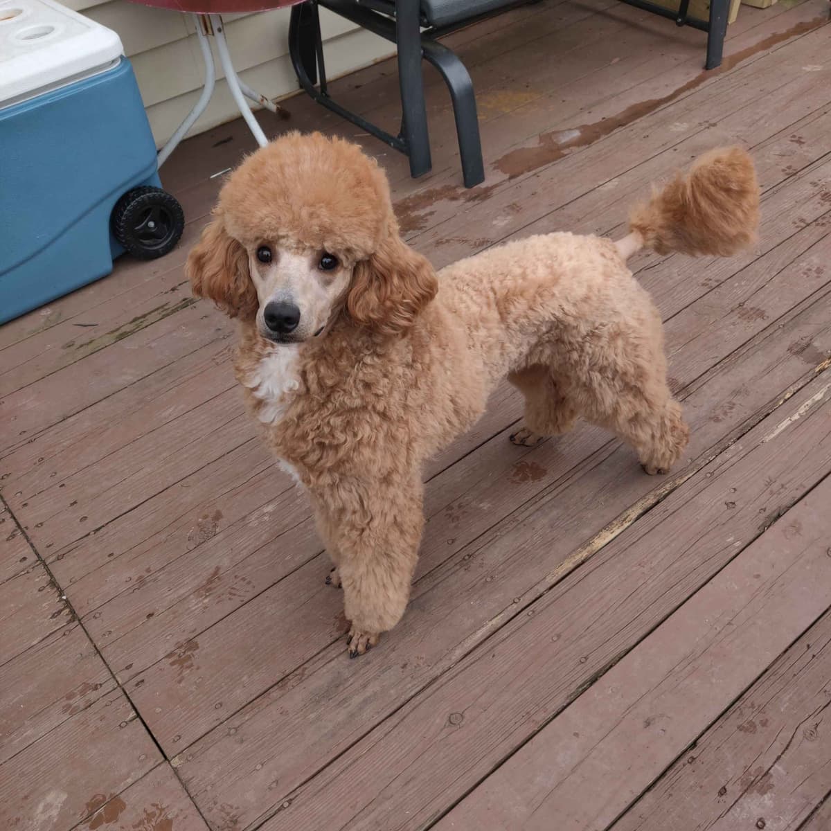 Small Standard Poodle Puppies breeder image 1