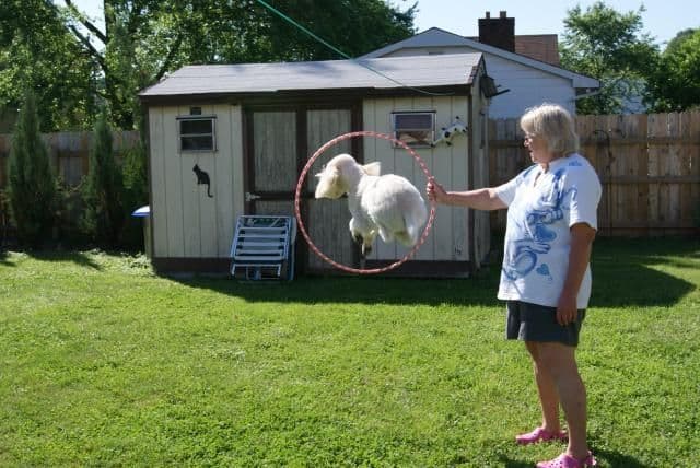 Small Standard Poodle Puppies breeder image 2