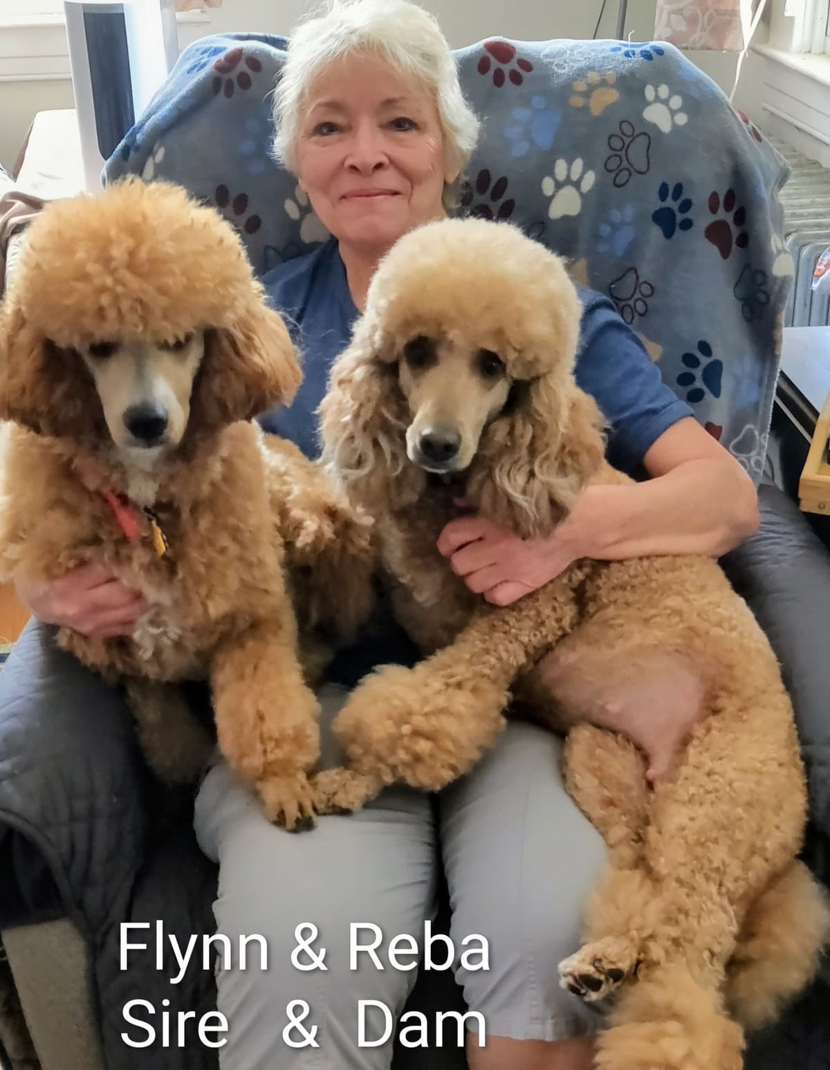 Small Standard Poodle Puppies breeder image 4