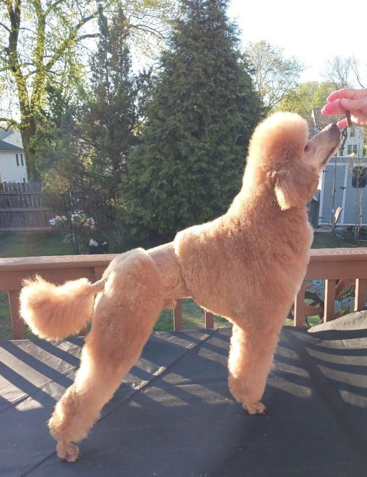 Small Standard Poodle Puppies breeder image 3