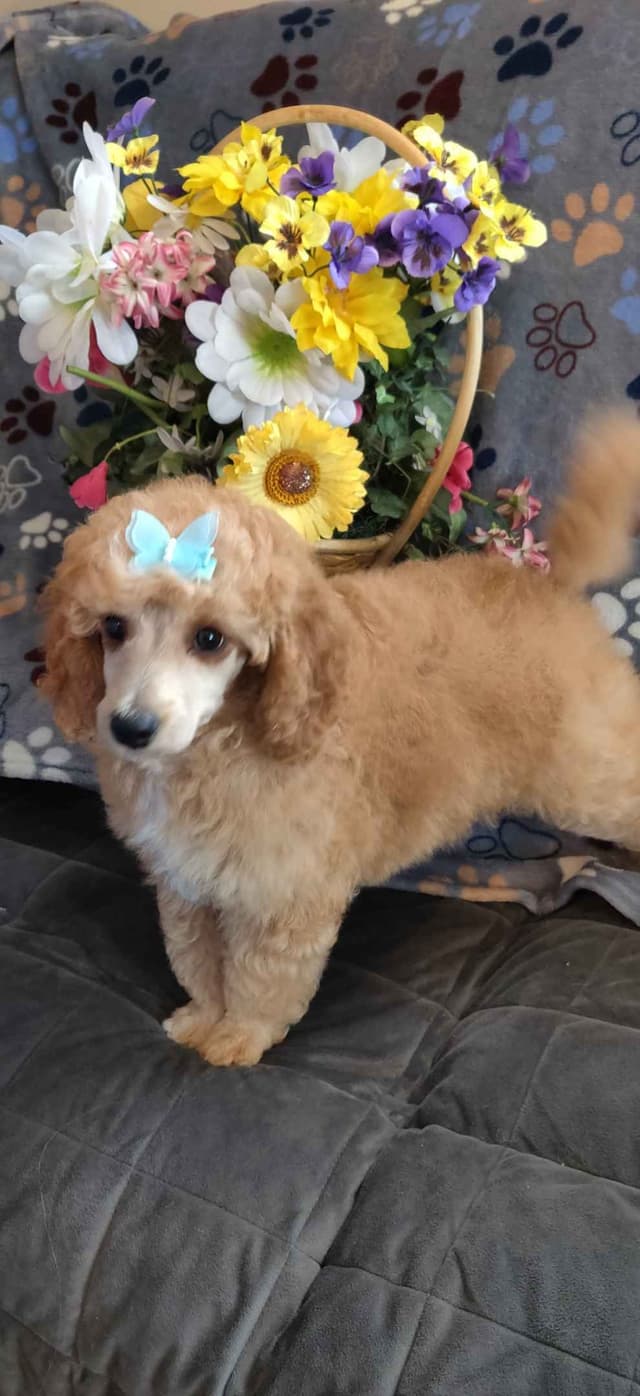 Small Standard Poodle Puppies media 2