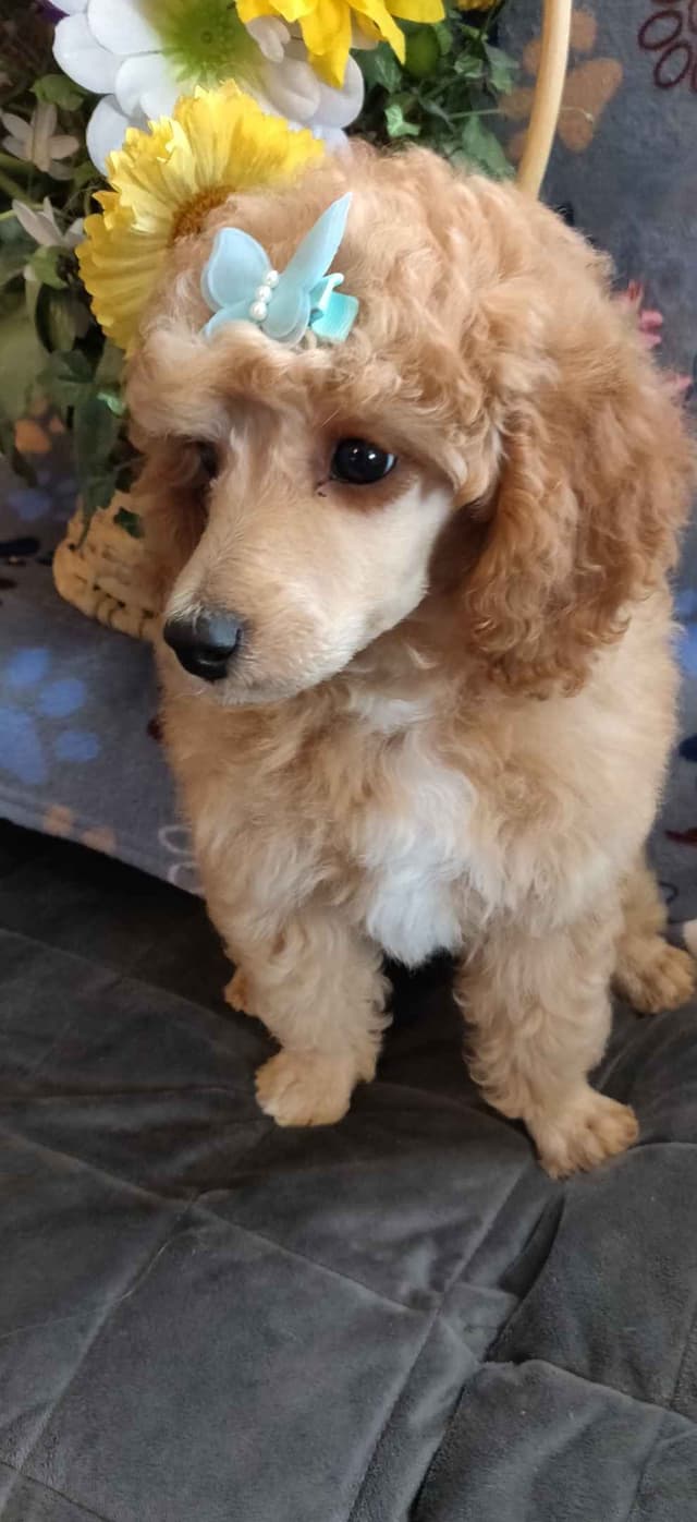Small Standard Poodle Puppies media 3