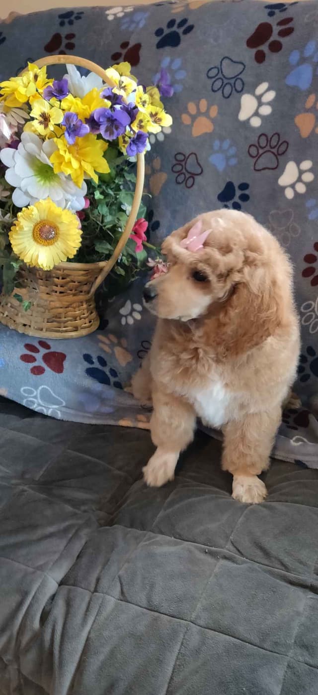 Small Standard Poodle Puppies media 7