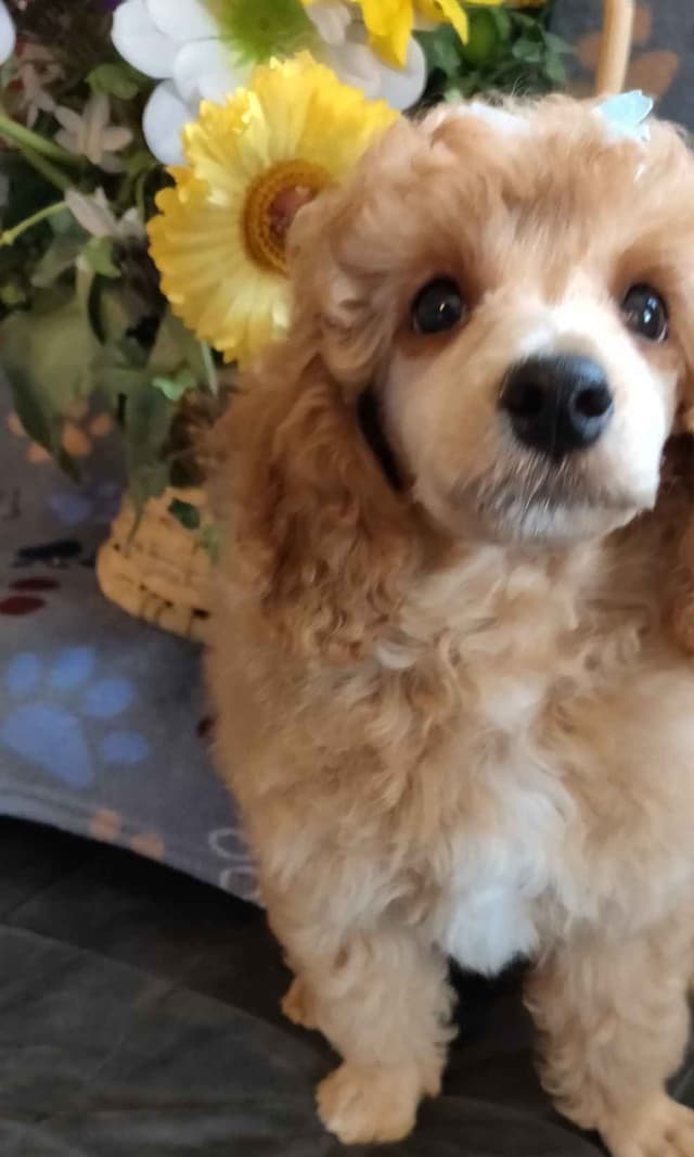 Small Standard Poodle Puppies media 4