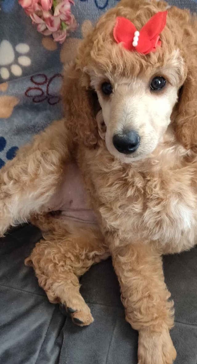 Small Standard Poodle Puppies media 5