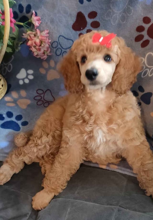 Small Standard Poodle Puppies media 6