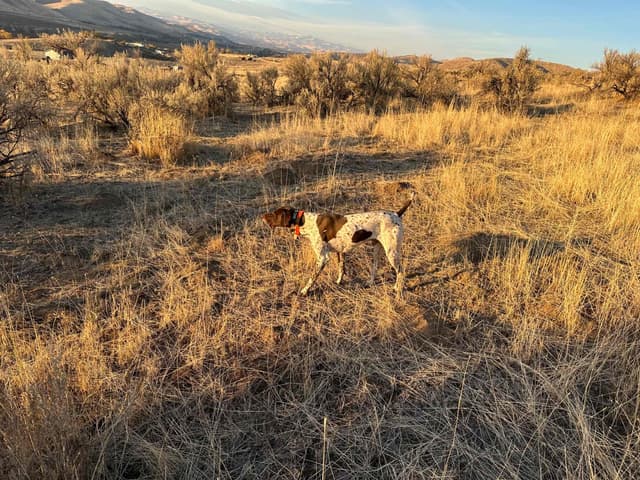 German Shorthaired Pointer Puppies media 6