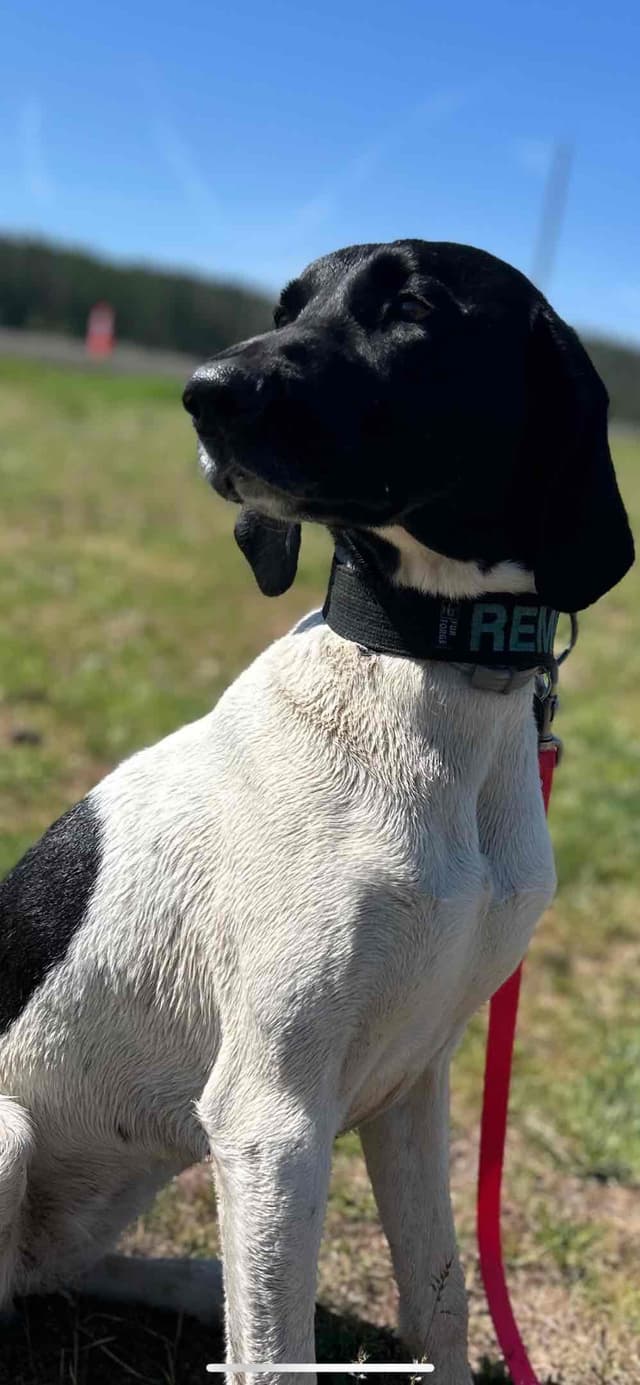 German Shorthaired Pointer Puppies media 7