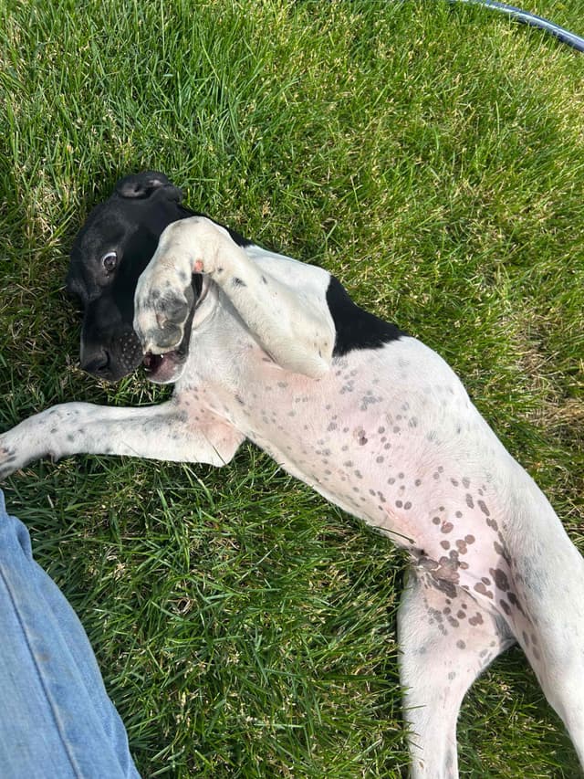 German Shorthaired Pointer Puppies media 3