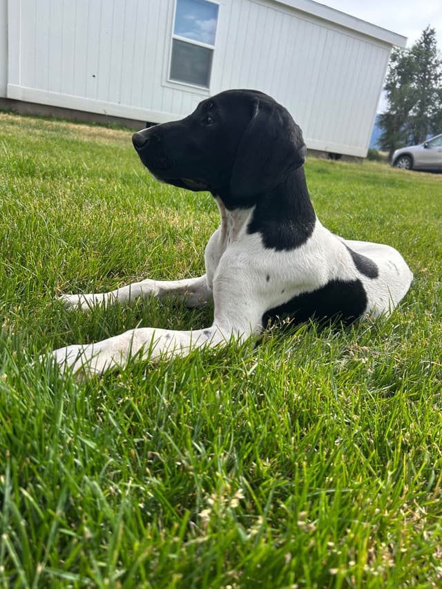 German Shorthaired Pointer Puppies media 2