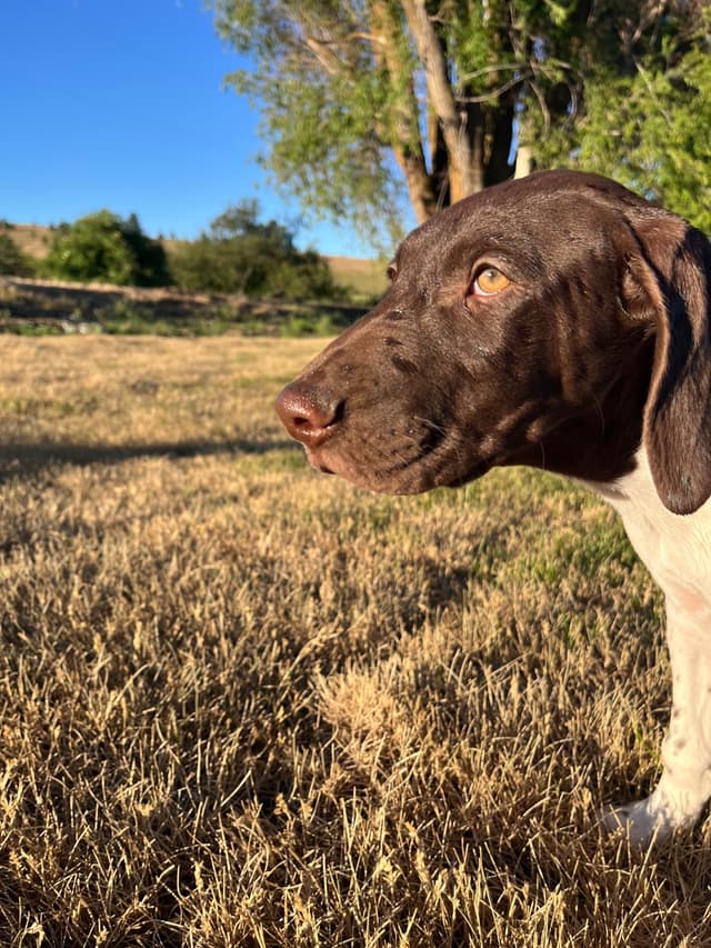 German Shorthaired Pointer Puppies media 5