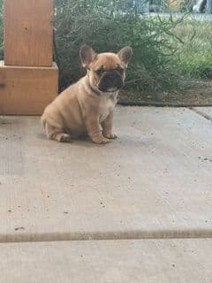 Frenchies text541-659-6599 media 7