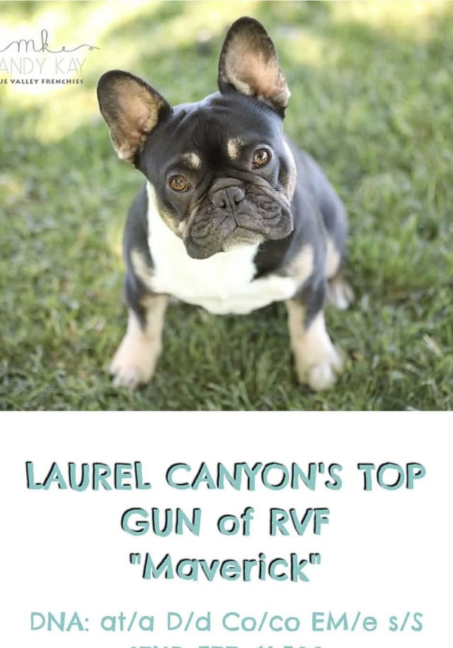 Frenchies text541-659-6599 media 8