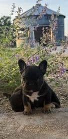 Frenchies text541-659-6599 media 4