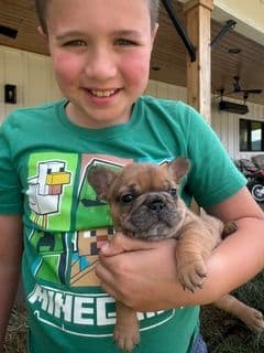 Frenchies text541-659-6599 breeder image 1