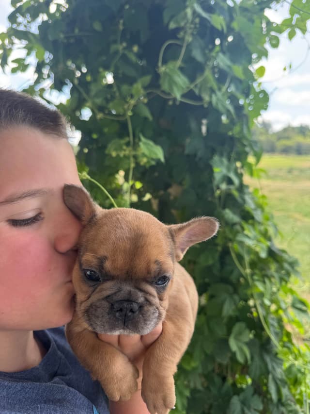 Frenchies text541-659-6599 media 3