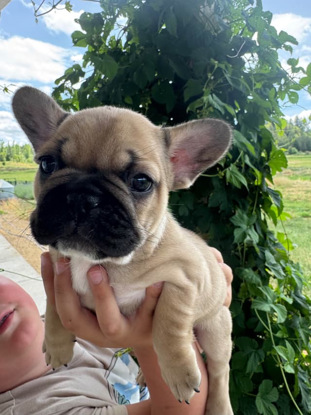 Frenchies text541-659-6599 media 9