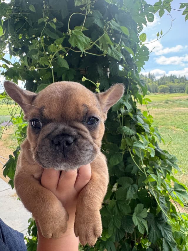 Frenchies text541-659-6599 media 10