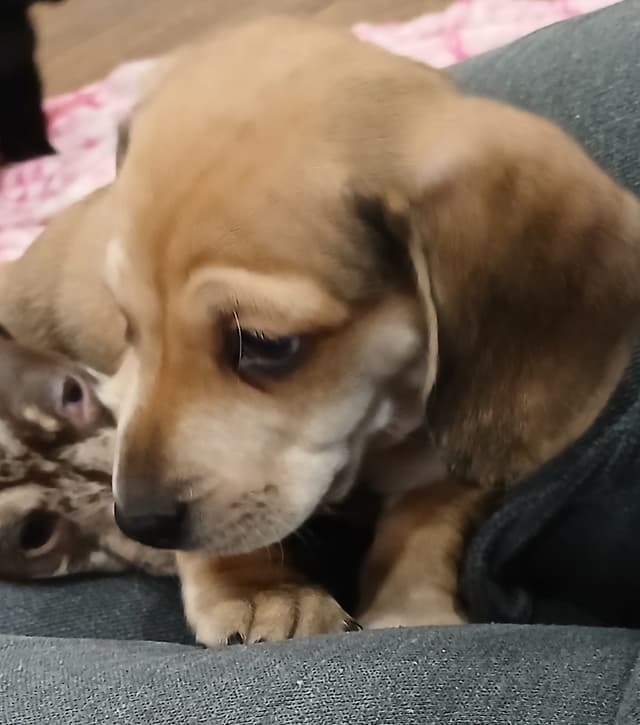 Dachshund Puppies! Short legs, HUGE HEARTS!! media 2