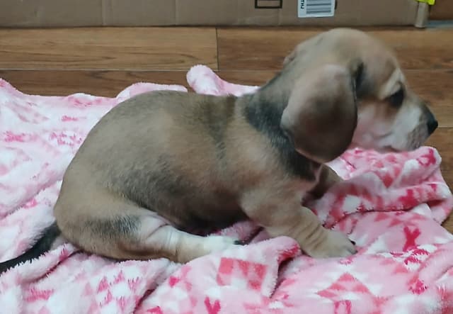 Dachshund Puppies! Short legs, HUGE HEARTS!! media 3