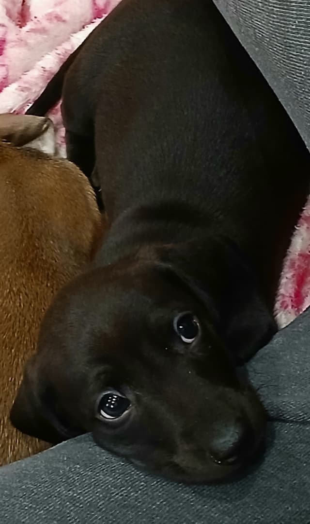 Dachshund Puppies! Short legs, HUGE HEARTS!! media 4