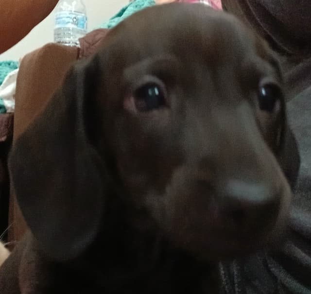 Dachshund Puppies! Short legs, HUGE HEARTS!! media 5