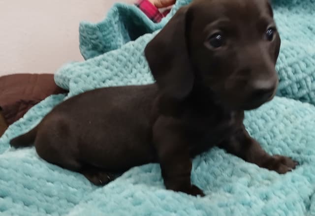 Dachshund Puppies! Short legs, HUGE HEARTS!! media 6