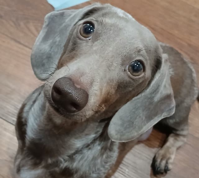 Dachshund Puppies! Short legs, HUGE HEARTS!! media 8