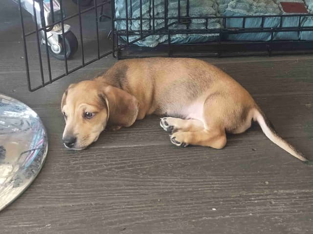 Dachshund Puppies! Short legs, HUGE HEARTS!! media 9