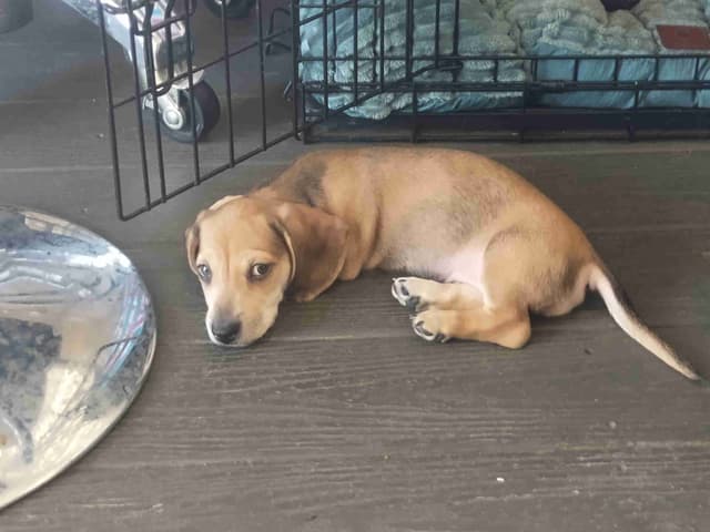 Dachshund Puppies! Short legs, HUGE HEARTS!! media 10