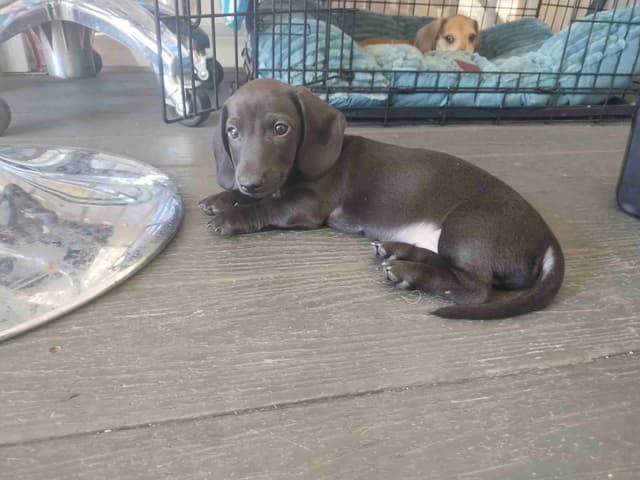 Dachshund Puppies! Short legs, HUGE HEARTS!! media 11