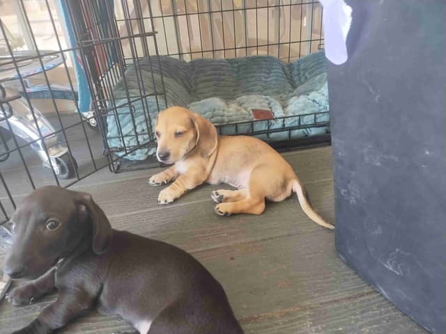 Dachshund Puppies! Short legs, HUGE HEARTS!! media 12