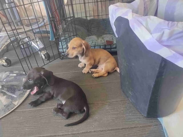 Dachshund Puppies! Short legs, HUGE HEARTS!! media 13