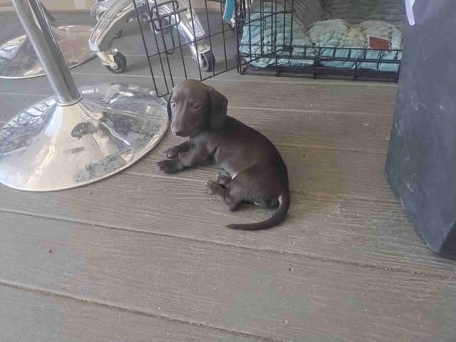 Dachshund Puppies! Short legs, HUGE HEARTS!! media 14