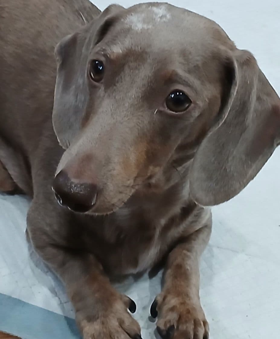 Dachshund Puppies! Short legs, HUGE HEARTS!! breeder image 1