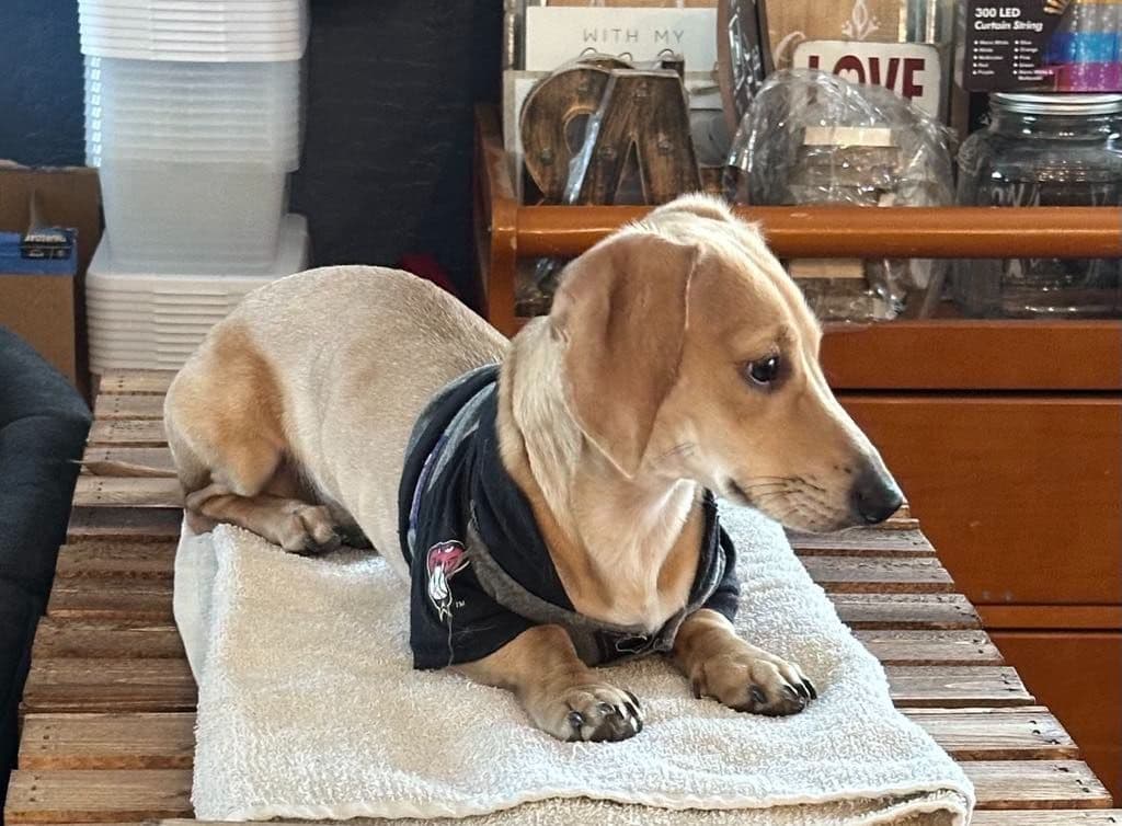 Dachshund Puppies! Short legs, HUGE HEARTS!! breeder image 3