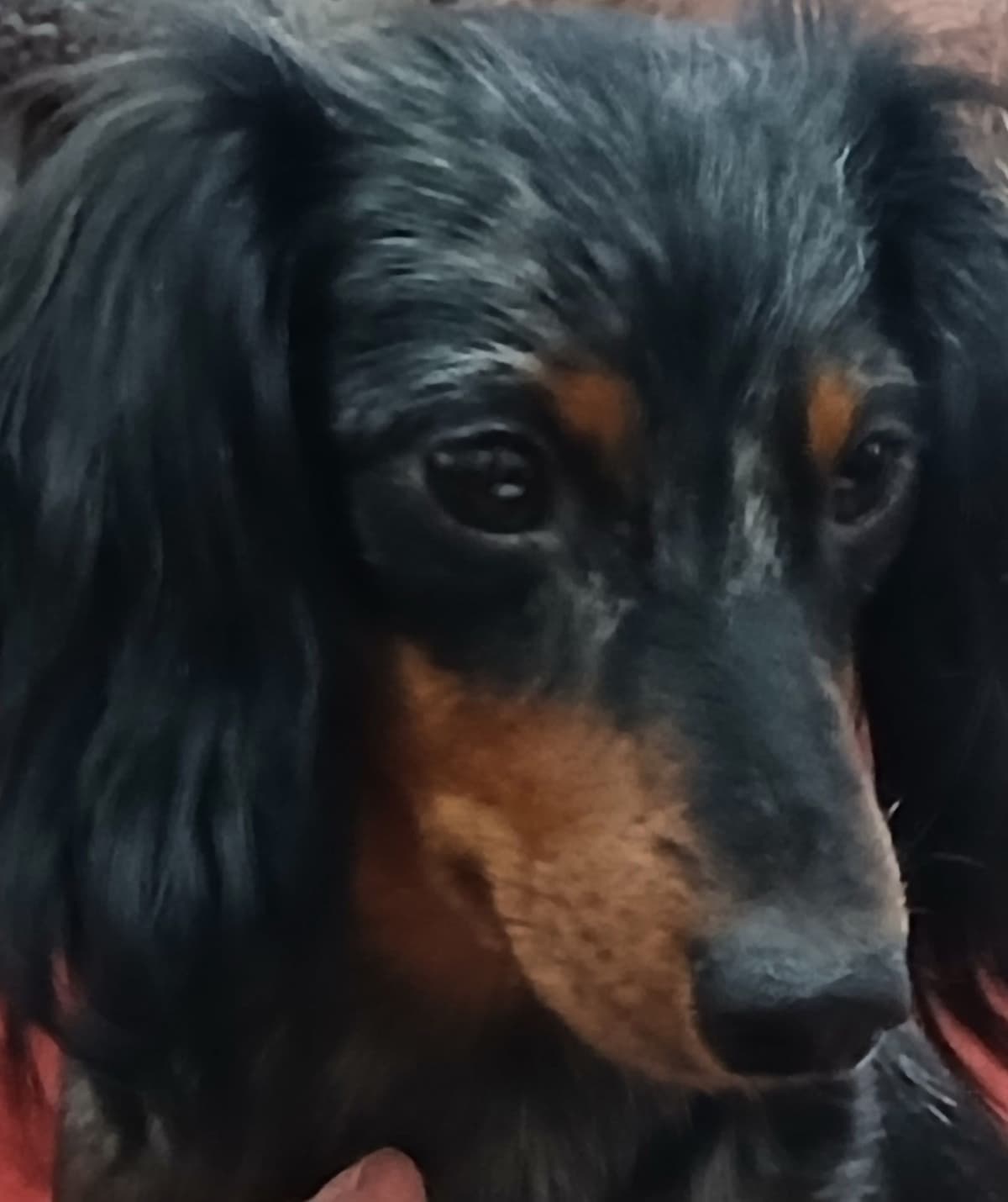 Dachshund Puppies! Short legs, HUGE HEARTS!! breeder image 4