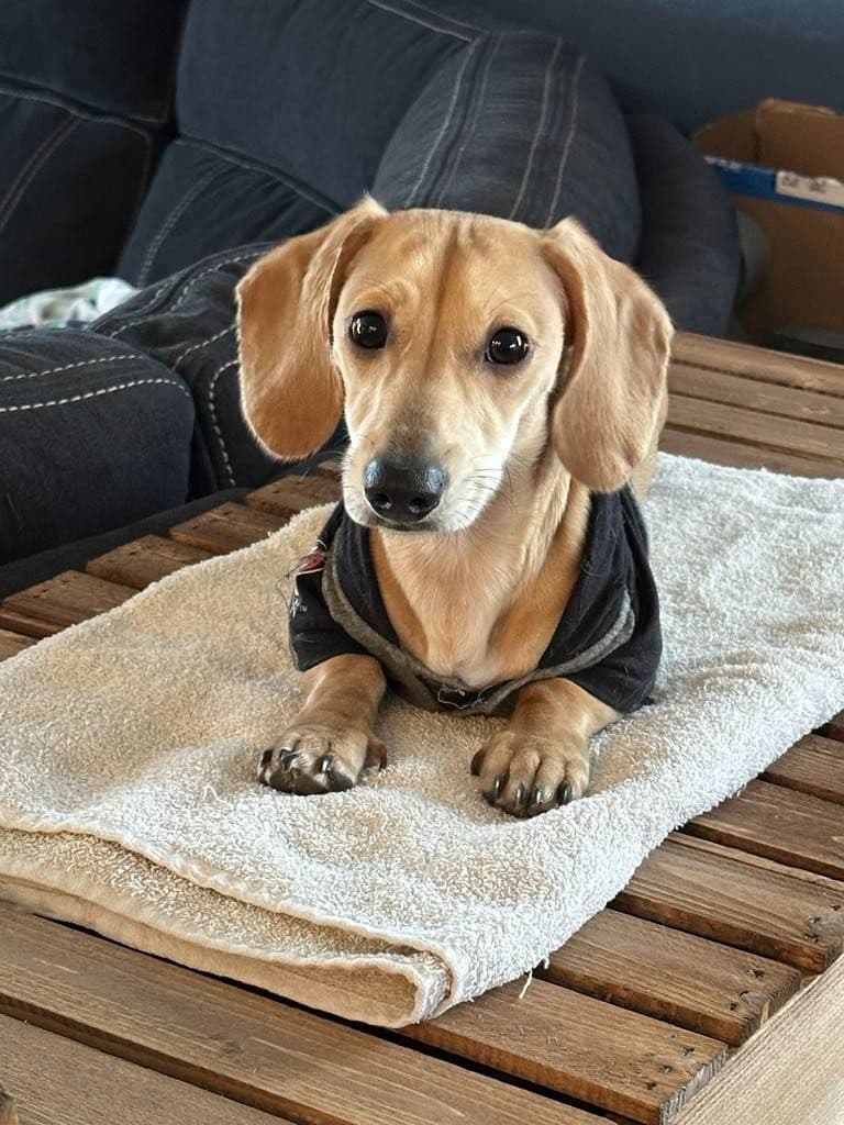 Dachshund Puppies! Short legs, HUGE HEARTS!! breeder image 5