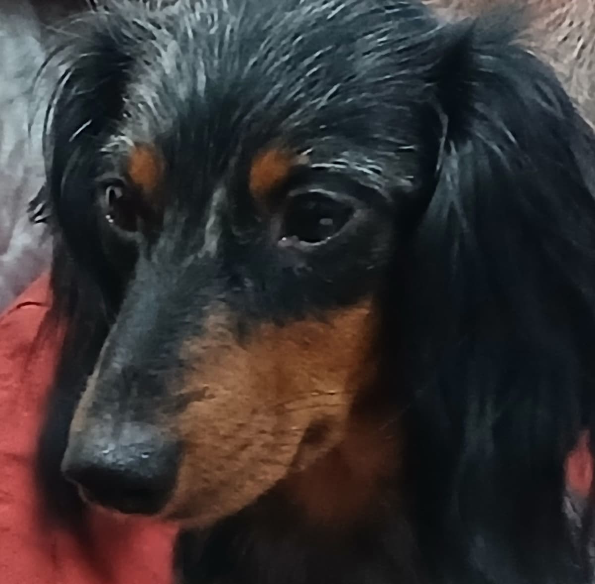Dachshund Puppies! Short legs, HUGE HEARTS!! breeder image 6