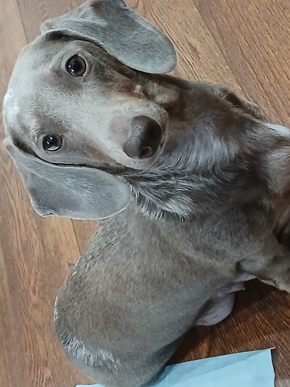 Dachshund Puppies! Short legs, HUGE HEARTS!! breeder image 7