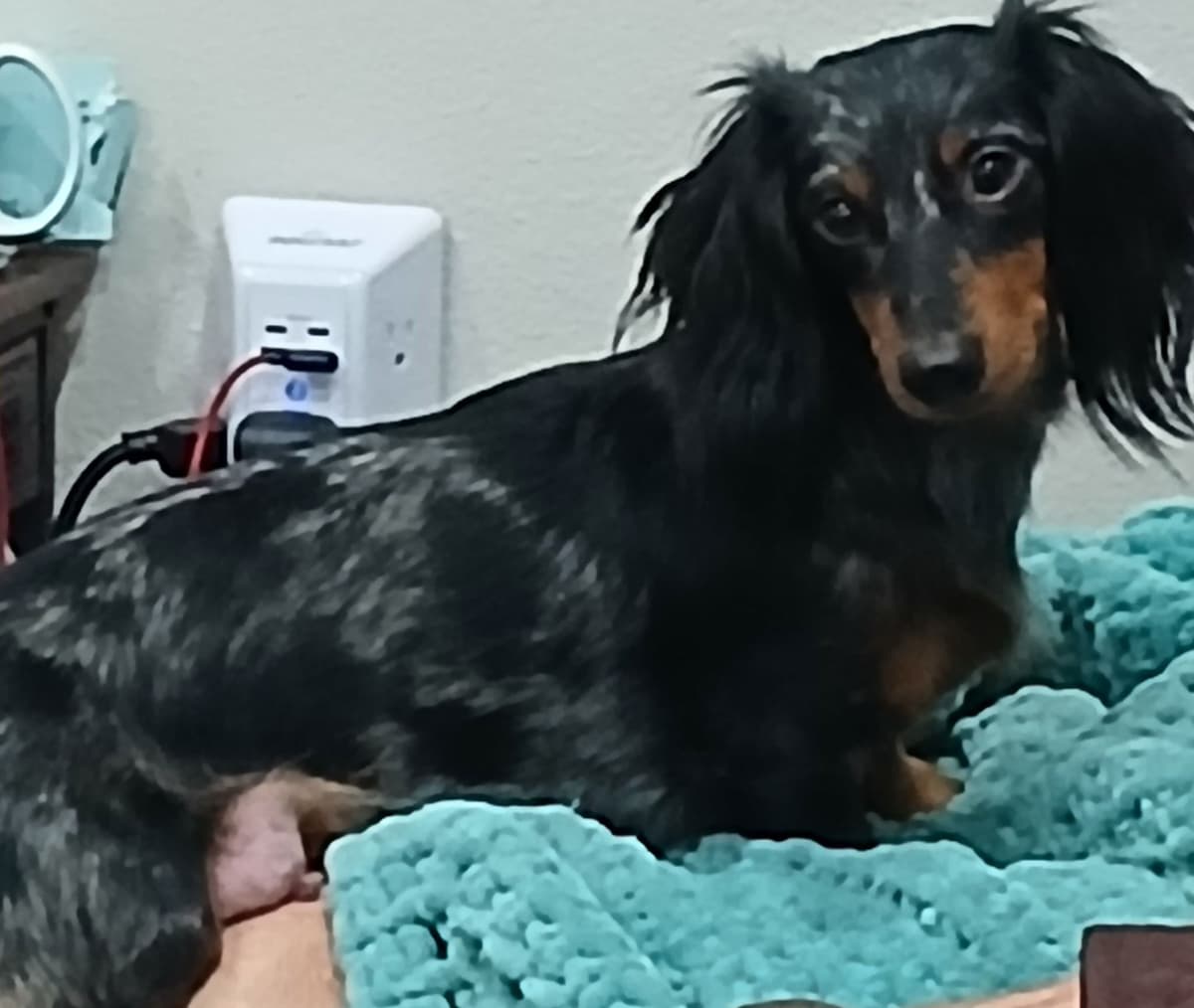 Dachshund Puppies! Short legs, HUGE HEARTS!! breeder image 8