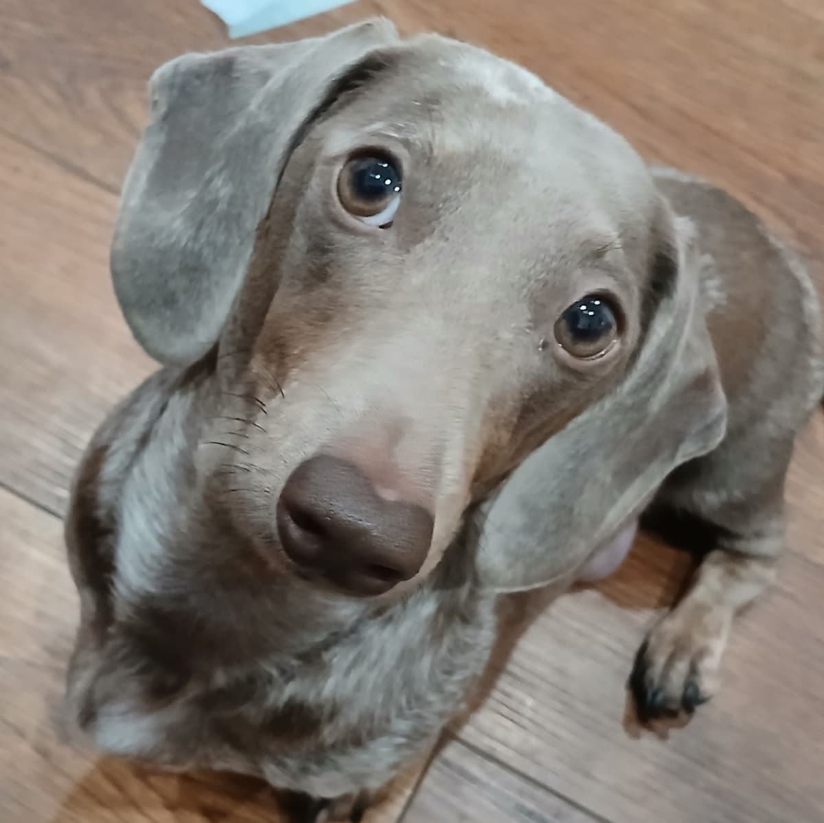 Dachshund Puppies! Short legs, HUGE HEARTS!! breeder image 9