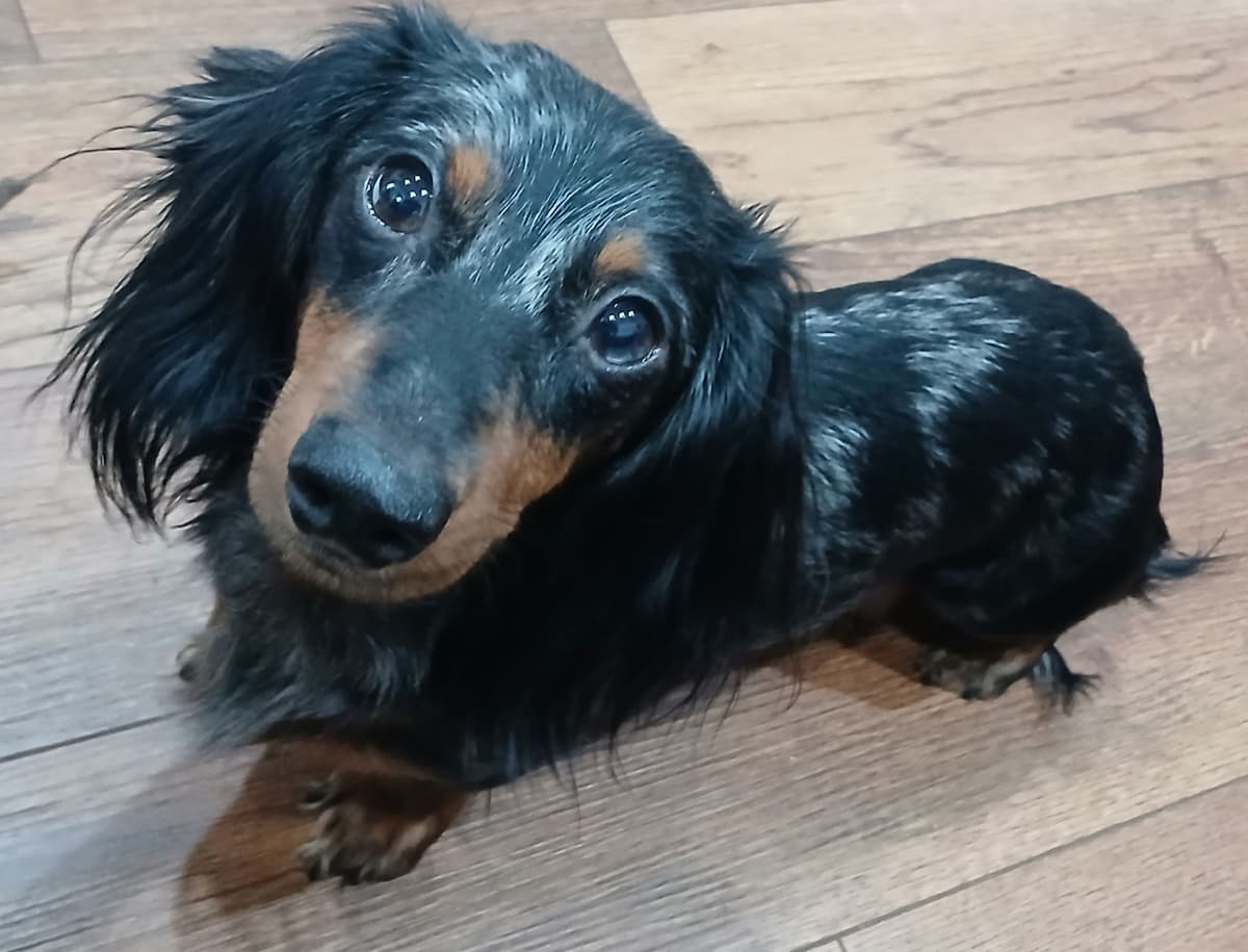 Dachshund Puppies! Short legs, HUGE HEARTS!! breeder image 10